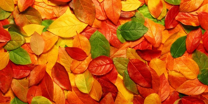 2560x1600 Colorful Leaves wallpaper | 2560x1600 | #70377