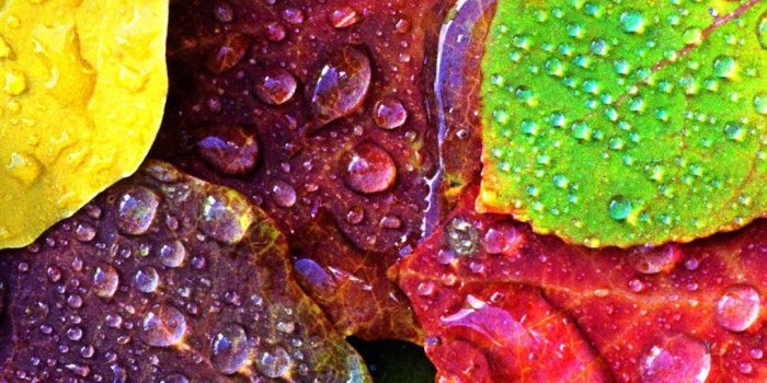 1080x1920 Dew Rain Drops on Colorful Leaves Smartphone Wallpaper and