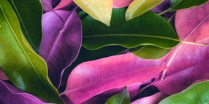 720x1280 Colorful leaves wallpaper by georgekev - b0 - Free on ZEDGE™