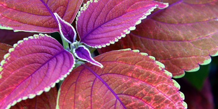 1920x1080 Colorful Leaves #6780752