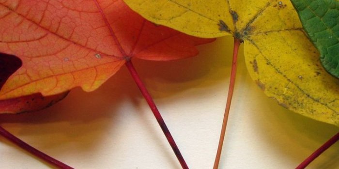 750x1334 Colorful Leaf Wallpaper – Mobile Wallpapers