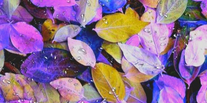 720x1280 colorful leaves wallpaper by georgekev - 46 - Free on ZEDGE™