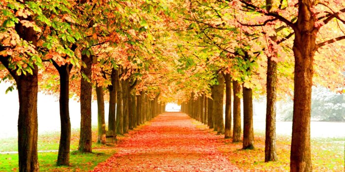 1920x1440 High Resolution, Leaf,autumn, View, Color, Leaves, Tree,amazing