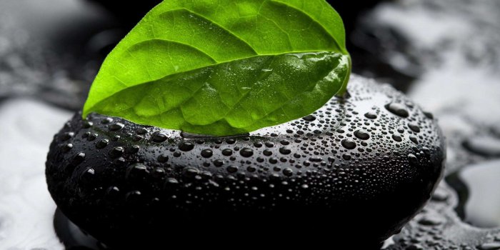 1920x1080 Single Colored Leaf HD Wallpaper » FullHDWpp - Full HD Wallpapers