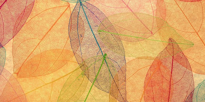 2048x2048 vm23-rainbow-color-leaf-art-fall-nature-pattern - Papers.co