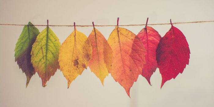 6000x4000 Photo of assorted-color leaf lot HD wallpaper | Wallpaper Flare