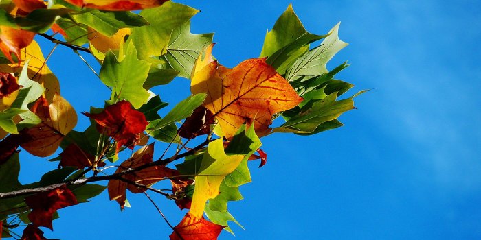 2459x1844 autumn #fall leaves #leaves #fall color #leaf wallpaper and background