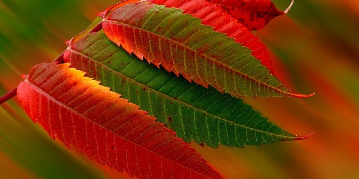 1920x1080 Tree Leaf Wallpaper (1920x1080 px, 412.07 Kb) - Picserio.com