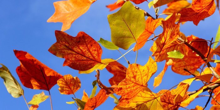 1680x1050 Autumn Colorful Leaves HD Wallpaper - WallpaperFX