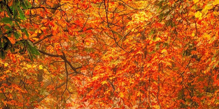 1583x2816 forest-nature-park-colorful-leaves-iPhone-Wallpaper | Rainy