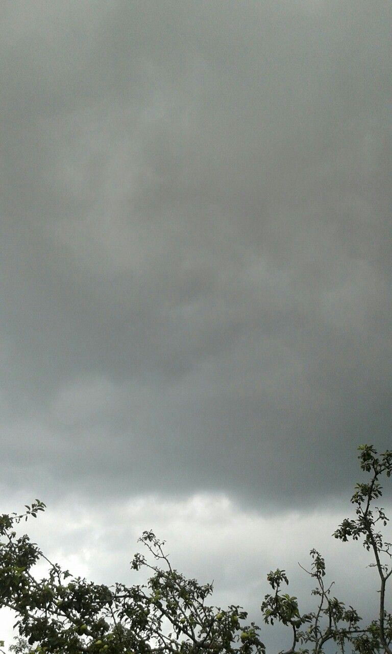 768x1280 Cloudy sky,clouds,rain,rainy,storm,trees,leaves,grey,grey clouds