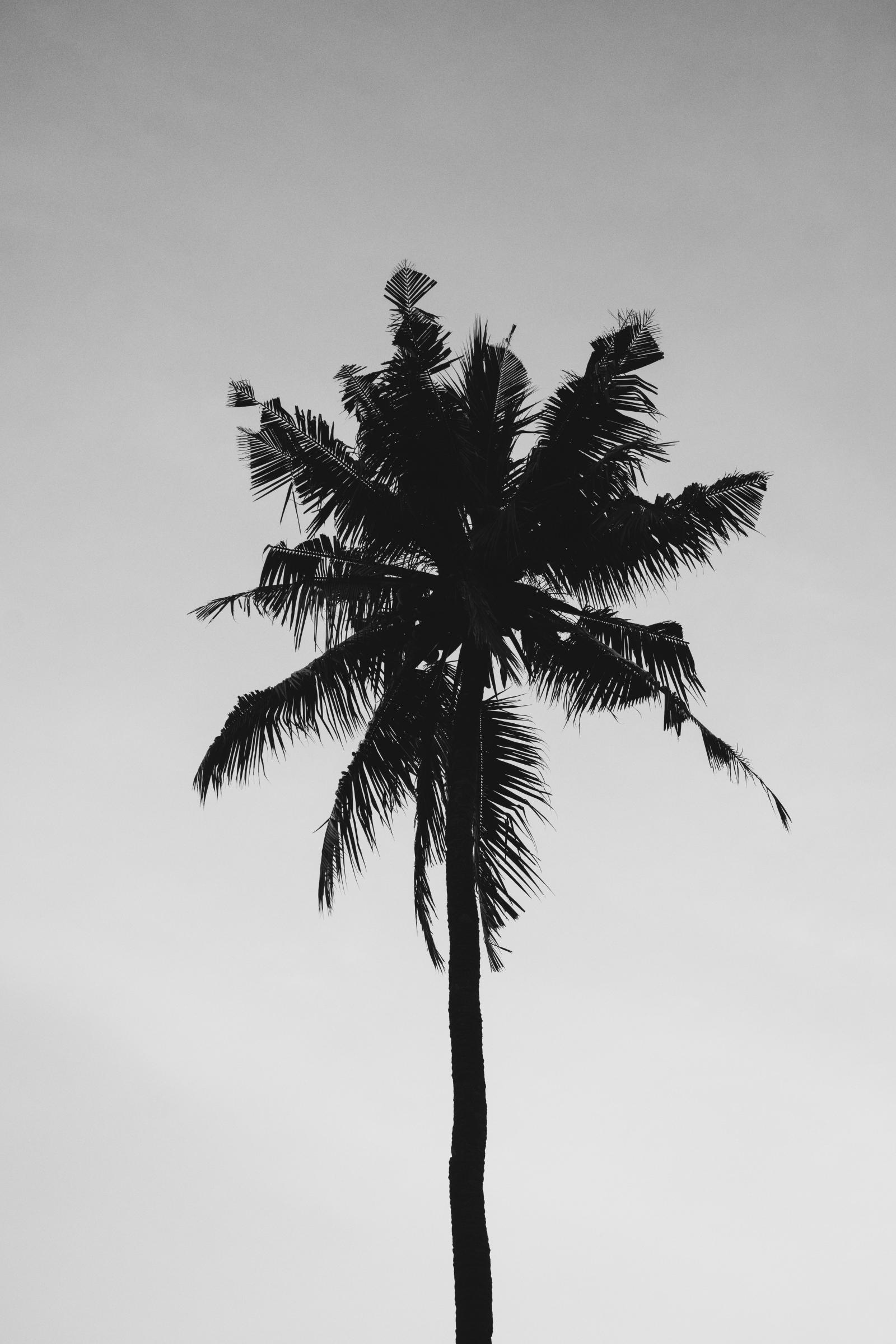3865x5797 Coconut Tree Under Gray Sky · Free Stock Photo