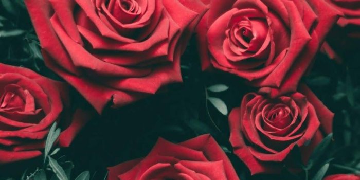 900x1600 Red roses | Red roses wallpaper, Rose wallpaper, Floral wallpaper