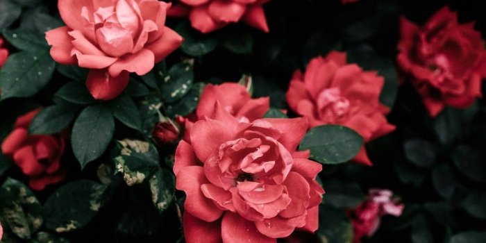 1000x1500 Red Flowers - 1000x1500 Wallpaper - Ecopetit.cat