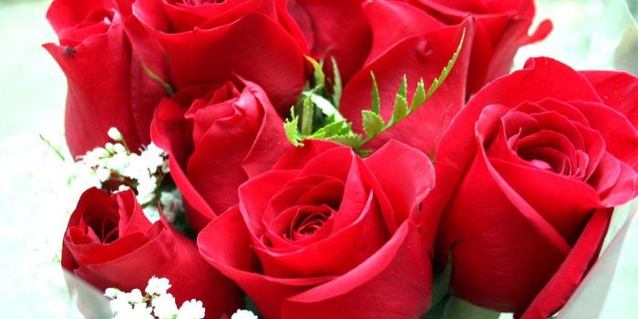 1024x768 Red Rose Cute Flower Wallpaper