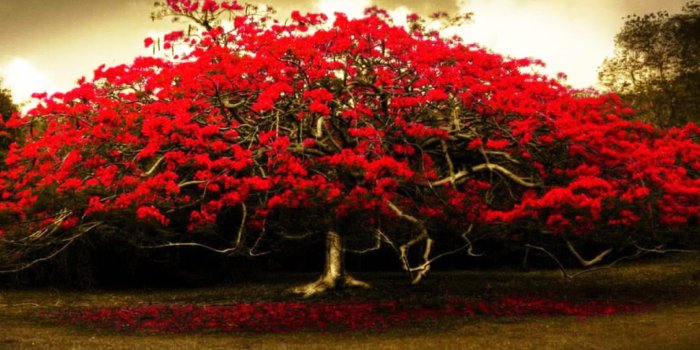 2560x1700 Free download red flowers tree hd wallpapers cute Wallpapers
