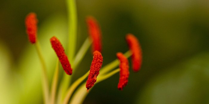 1920x1200 Cute Red Flower #7010064