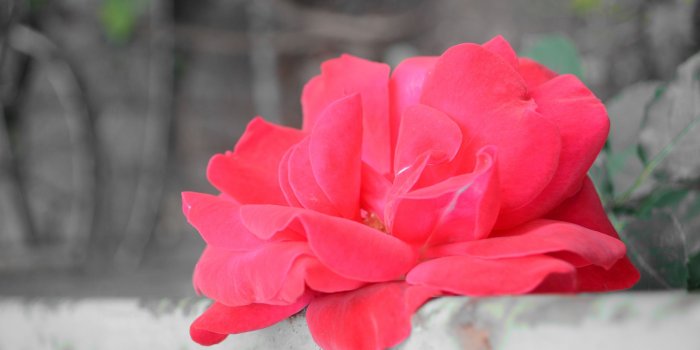 2560x1600 cute, Red, Flower Wallpapers HD / Desktop and Mobile Backgrounds