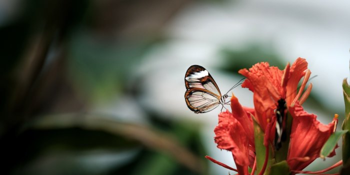 5120x2879 Cute Child Butterfly on Red Flower 5K Wallpaper | HD Wallpapers
