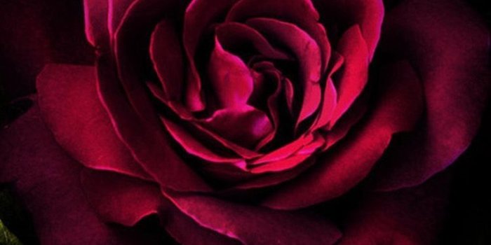 750x1334 Beautiful red rose iPhone Android phone wallpaper background lock