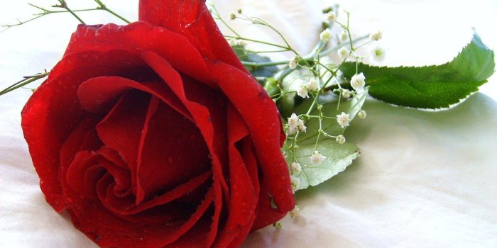 1600x1200 Red Rose Flowers Wallpapers