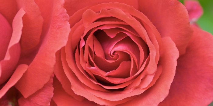 1920x1200 Backgrounds, red, flower, rose, wallpaper, center, flowers