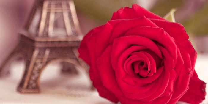 1920x1200 Cute Roses Wallpapers - Eiffel Tower With Red Rose - 1920x1200