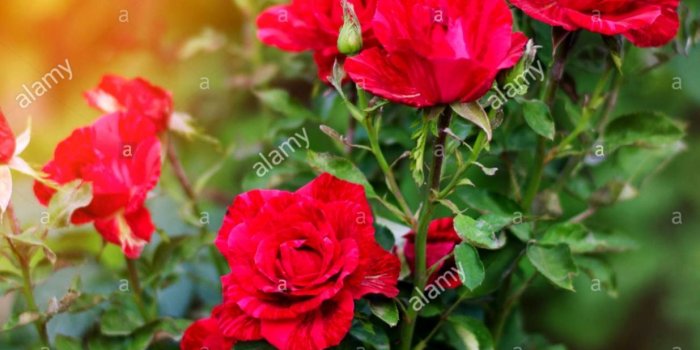 1235x1278 Rose Wallpaper Cute Flower Images