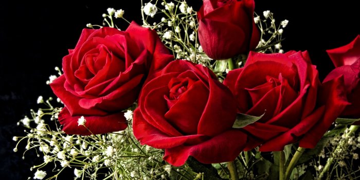 2436x1695 Photo Red Roses Flowers 2436x1695