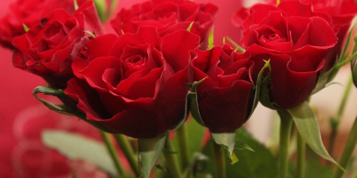 2592x1728 Cute Red Rose Flowers (#136560) - HD Wallpaper & Backgrounds Download