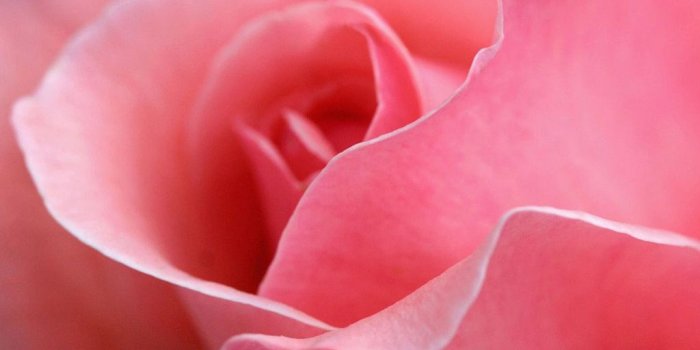 1024x768 Pink Wallpaper Designs: Flowers pink roses pictures