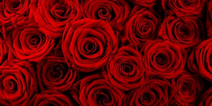 1680x1050 Red Roses Backgrounds Awesome Cute Red Roses Rose Wallpapers for