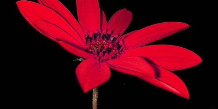 750x1322 Cute Red Flower - UHD Wallpaper#0397