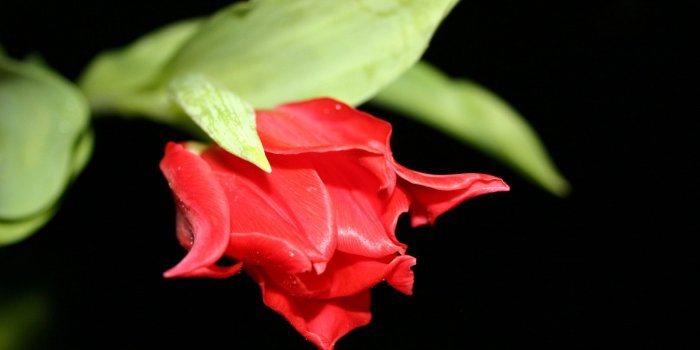 1920x1080 Wallpaper 4k Red Flower in Black Black, flower, Your