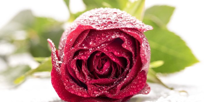 2048x2048 Water Drops. Love Symbol. Red Roses | Red roses, Rose