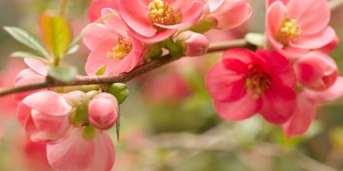 1280x800 Wallpaper Hd Cute Flower