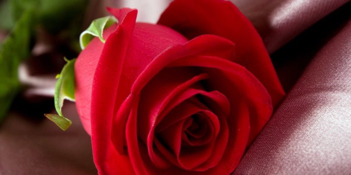 1280x1024 Red Rose Wallpapers Red Flowers HD Pictures One HD Wallpaper 1280x1024