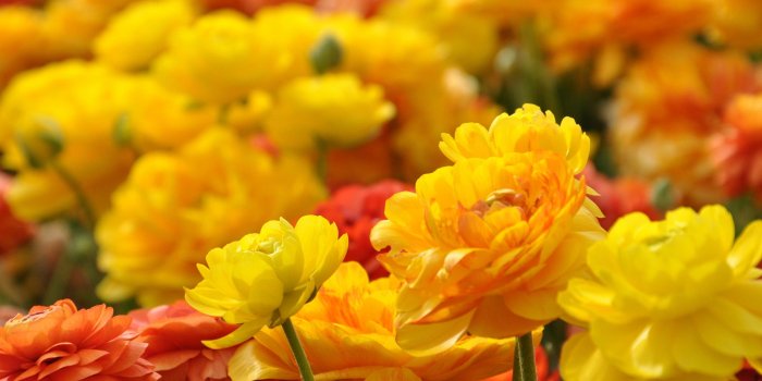 2880x1800 Yellow red flowers hd #7012194
