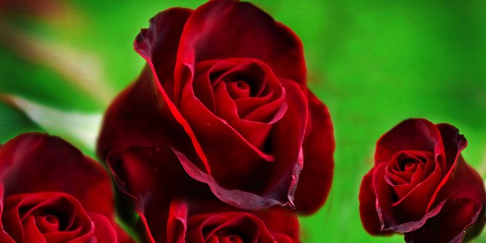 1920x1080 Rose Clipart Flower Bouquet - Cute Red Rose Full Hd (#819106) - HD