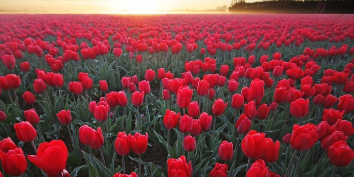 1920x1200 Red Flowers Wallpapers (69+ pictures)