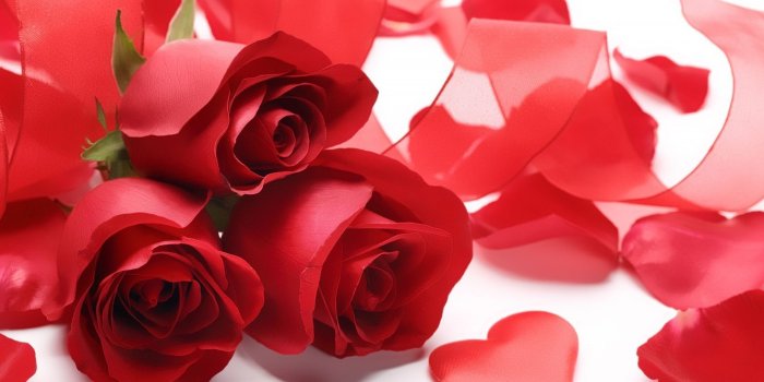 1920x1200 64+ Red Roses Wallpapers on WallpaperPlay