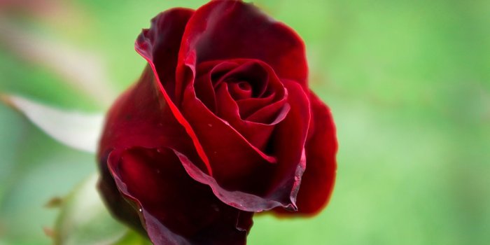 1920x1080 Cute Flower wallpaper | 1024x768 | #22753