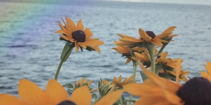 2095x3724 aesthetic #sunflower #flower #rainbow #background #wallpaper #cute