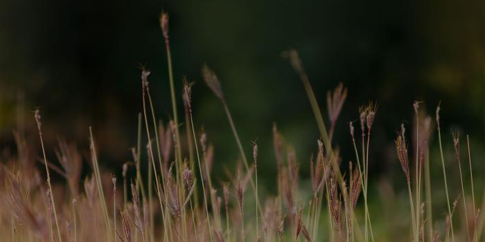 2732x2732 mp87-reed-weed-flower-nature-dark-wallpaper