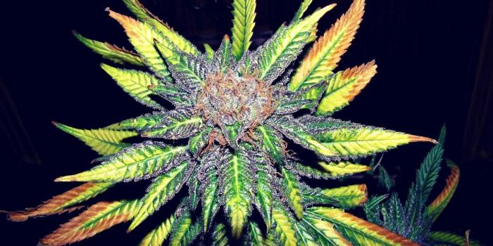 1280x952 Cannabis Culture