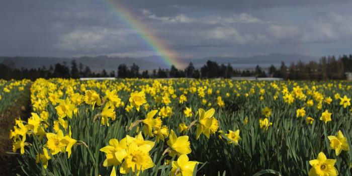 1920x1080 Rainbow wallpapers 1920x1080 Full HD (1080p) desktop backgrounds