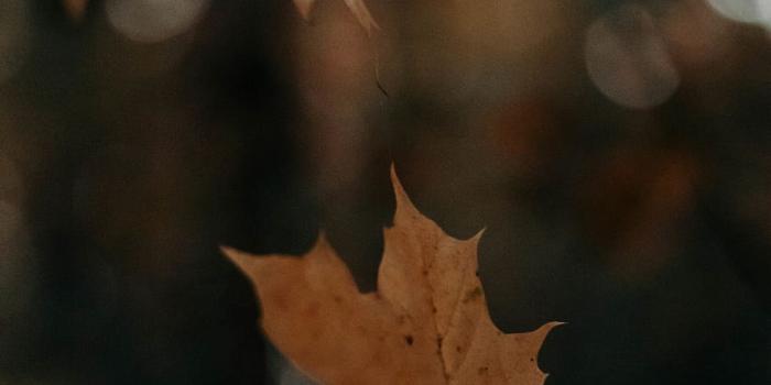 910x1365 HD wallpaper: dried maple leaf, plant, tree, person, human, veins