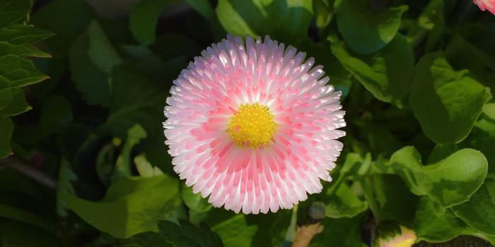 910x1365 Upclose 1080P, 2K, 4K, 5K HD wallpapers free download | Wallpaper