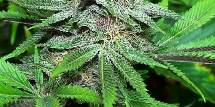 800x1199 Purple Weed Quotes. QuotesGram