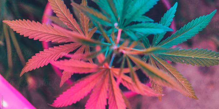 1200x800 Colorful, vibrant and funky cannabis/marijuana background by